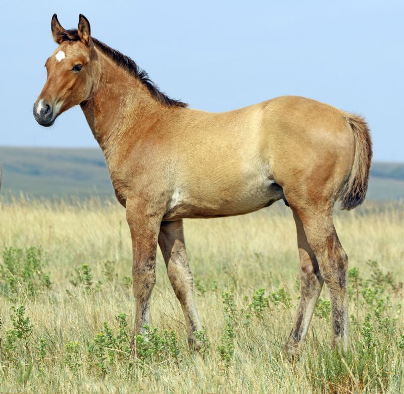 039 - Dollie Frost colt